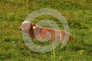 A cow having laze in the grass in the Swiss Alps