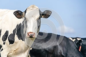 Cow head,  black and white, head shy looking, pink nose, in front of a blue sky