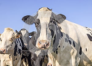 A cow head black and white looking, pink nose, in front of cows and a blue sky