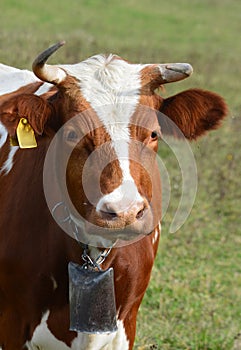 Cow, head