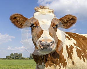 Cow head a cute and young red one, with white blaze and pink nose and looking friendly