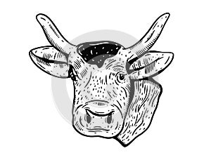 Cow head engraving style. Hand drawn vector illustration.