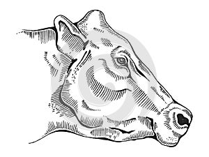 Cow head engraving style vector illustration