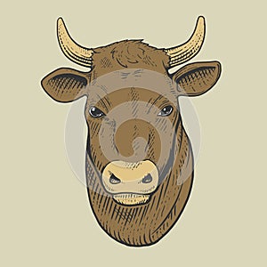 Cow head engraving style vector illustration