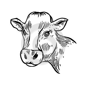 Cow head engraving vintage style. Black color vector illustration.