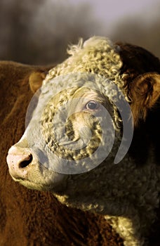 Cow with head facing sideways