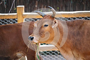 Cow head with horns