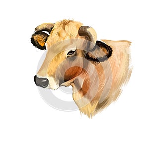 Cow head isolated on white background digital art illustration. Domestic brown young animal which brings milk, farm vertebrate photo