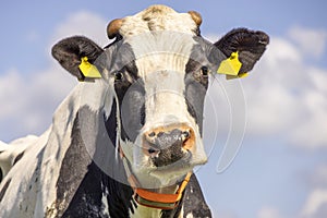 Cow head looking at camera, close up and livestock tags, with sawn horns a pink nose and a blue sky