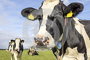 Cow head looking friendly, pink nose, close shot of a black-and-white in front of a blue sky