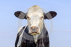 Cow head portrait, fleckvieh eye contact, black and white shiny, blue background