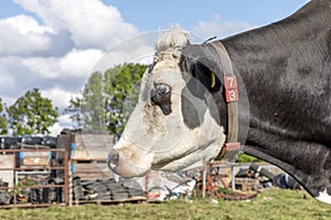 Cow head, portrait profil of a calm mature adult bovine at a farmyard photo