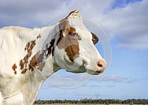 Cow head profil, face of a red one looking eye, calm and friendly expression and pale blue cloudy sky