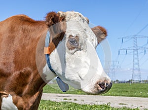 Cow head profil, a red cow with droopy eyes photo