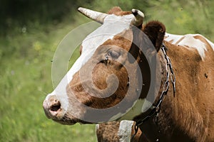 Cow head profile. Flies fly around and creep into her eyes