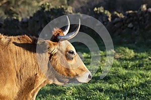 Cow head in profile. horizontal image with copy space. sunny day. selective focus