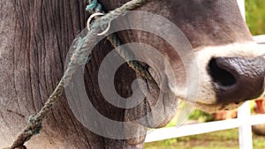 Cow Head rope tied chewing cud. head shot