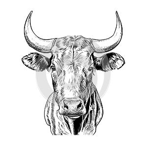 Cow head sketch hand drawn engraving style
