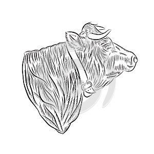 Cow head sketch vector illustration