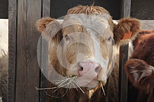 Cow-Head between Struts