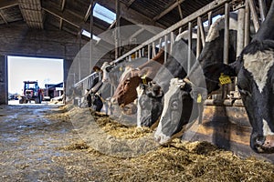 Cow heads eating hay in a barn in a row for feeding time, head through bars