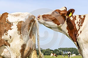 Cow on heat, in season and fecund, smelling on the back of red and white fertile cow, close up sniffing the tail photo