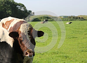 Cow with heavy nose ring pasture in the plain