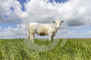 Cow heifer full length side view in a field, standing milk cattle, a blue sky and horizon over land in the Netherland