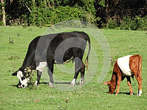 Cow and her brown Dutch Belted Lakenvelder calf grazing