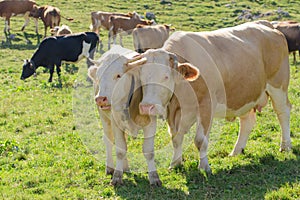 Cow with her calf grazing on Alpine pasture