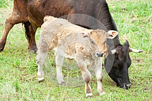 A cow with her calf grazing in the meadow