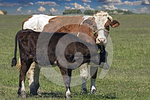 Cow With Her Calf on a Green Pasture