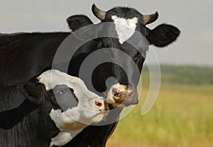 Una vaca a su el becerro besar 