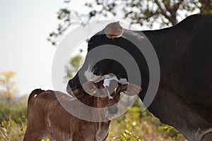Brazil - cow family photo