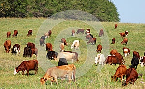 Cow herd