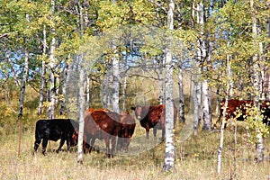 Cow herd