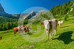 Cow herd in Dolomites mountains in summer on sunny day, Passo Giau, Italy, Europe