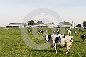 Cow herd in farm pasture photo