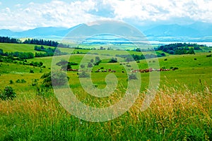 Cow herd grazing on a beautiful green meadow, with mountains in background.