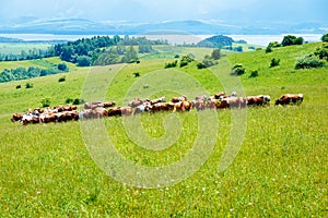 Stádo kráv pasúce sa na krásnej zelenej lúke s horami v pozadí.