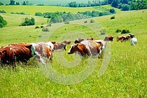 Stádo kráv pasúce sa na krásnej zelenej lúke s horami v pozadí.
