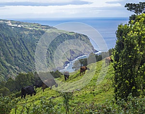 Cow herd grazing on grassy slope on viewpoint Miradouro da Ponta do Sossego with steep cliffs, sea, and flower garden