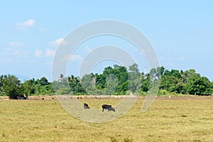 Cow herd on meadow