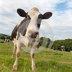 Cow herd in meadow