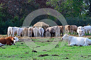 Cow herd on a pasture