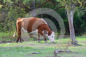 Cow herd on a pasture