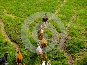 Cow herd running away