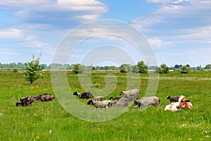 Cow and a herd of sheep graze on a green meadow
