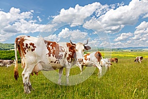 Cow herd on summer field