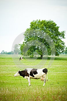 Cow herding on green natural grass field